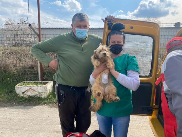 Rovinari: Campanie gratuită de sterilizare a câinilor și pisicilor