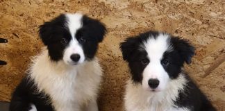 Încă un patruped din rasa Border Collie, în dotarea Salvamont Gorj