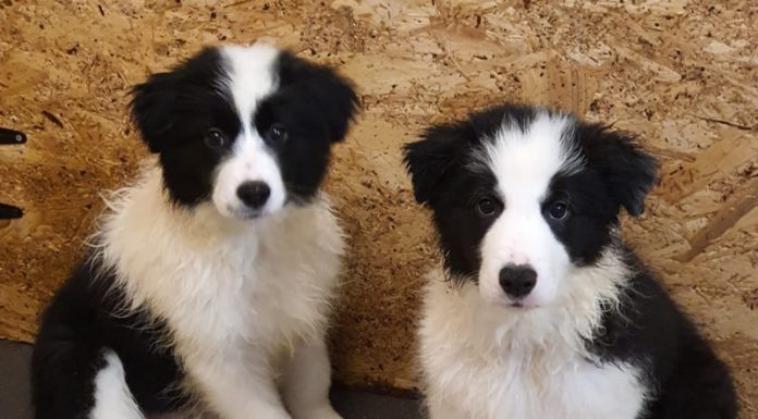 Încă un patruped din rasa Border Collie, în dotarea Salvamont Gorj