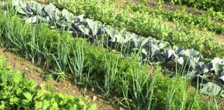 Agricultura pe înțelesul tuturor – Rotația culturilor legumicole