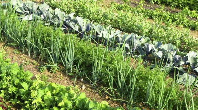 Agricultura pe înțelesul tuturor – Rotația culturilor legumicole