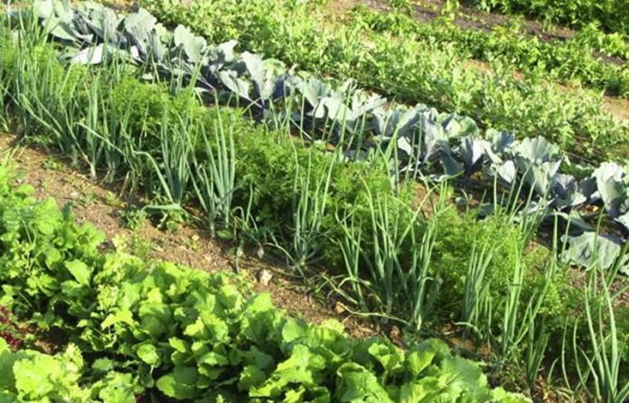 culturi-asociate-600x385