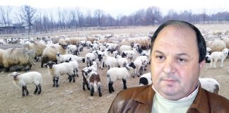 Fostul primar de Prigoria, executat silit! A pierdut un munte și are de restituit subvențiile primite de la APIA