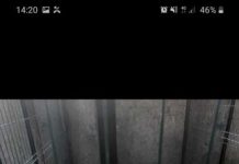 Câini antrenați în găsirea trufelor, vânduți cu peste 7.000 de lei de către un târgujian