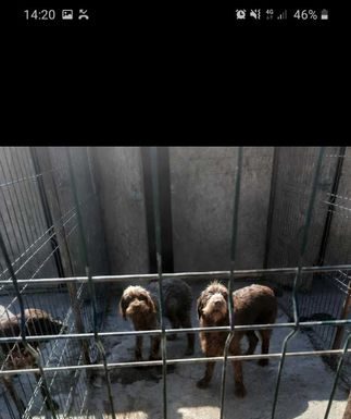 Câini antrenați în găsirea trufelor, vânduți cu peste 7.000 de lei de către un târgujian