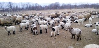 Reguli stricte pentru comercializarea mieilor de Paște