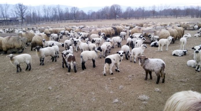 Reguli stricte pentru comercializarea mieilor de Paște