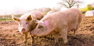 ANSVSA: Trei noi focare de pestă porcină africană, în Gorj!