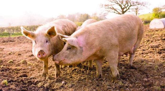 ANSVSA: Trei noi focare de pestă porcină africană, în Gorj!