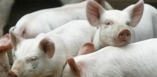 ANSVSA: Încă un focar de pestă porcină africană, în Gorj