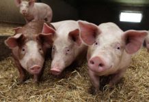 ANSVSA: Gorjul înregistrează două noi focare de pestă porcină!