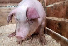 Se îngroașă gluma! Încă un focar de pestă porcină africană, depistat la Borăscu