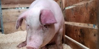 Se îngroașă gluma! Încă un focar de pestă porcină africană, depistat la Borăscu