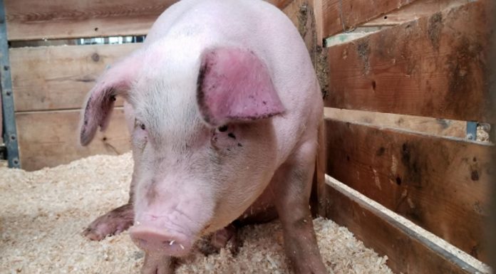 Se îngroașă gluma! Încă un focar de pestă porcină africană, depistat la Borăscu