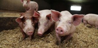 ANSVSA: Gorjul înregistrează două noi focare de pestă porcină!
