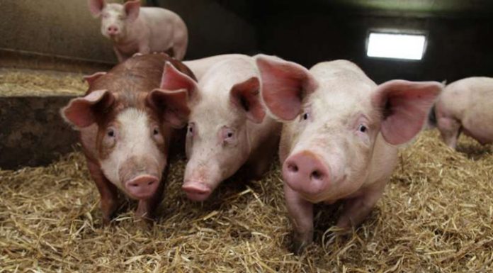 ANSVSA: Gorjul înregistrează două noi focare de pestă porcină!