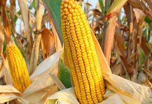 Agricultura pe înțelesul tuturor – Alegerea corectă a hibrizilor de porumb