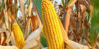 Agricultura pe înțelesul tuturor – Alegerea corectă a hibrizilor de porumb