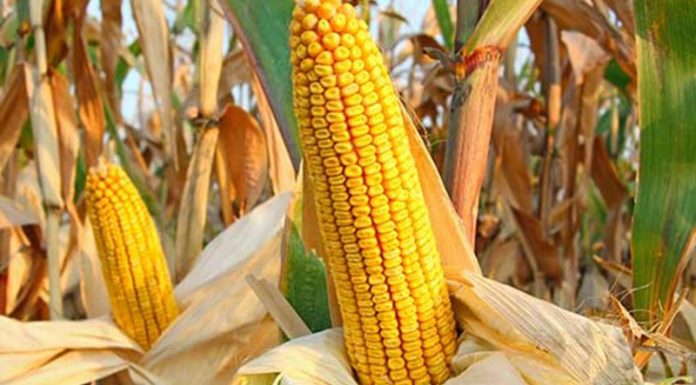 Agricultura pe înțelesul tuturor – Alegerea corectă a hibrizilor de porumb