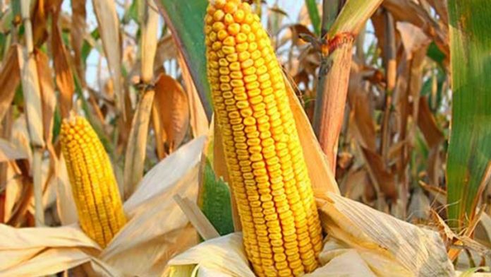 Agricultura pe înțelesul tuturor – Alegerea corectă a hibrizilor de porumb