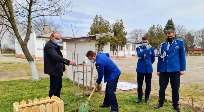 Au plantat stejari, de ziua Jandarmeriei