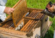 Apicultor din Drăguţeşti, ucis de albinele sale