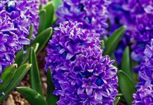 Povestiri din grădină: Zam