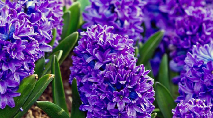 Povestiri din grădină: Zam