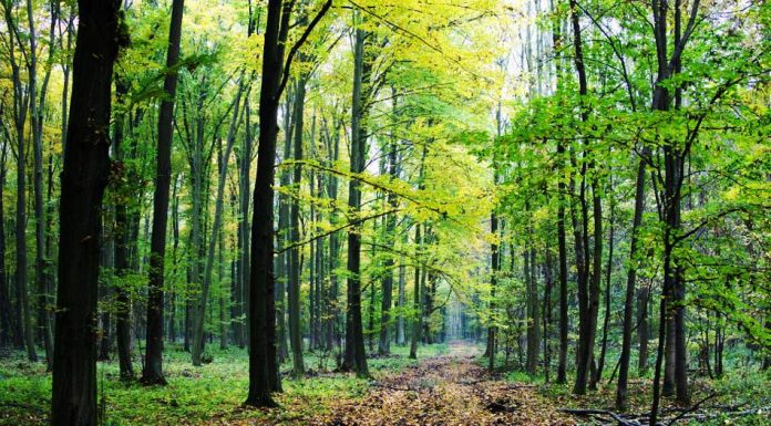 Ultimele zile și pentru depunerea cererilor pentru schema „Servicii de silvomediu, servicii climatice și conservarea pădurilor”