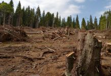 MĂCEL în PĂDURE, de 2.300.000 de lei! Angajaţii Ocolului Silvic, în cătuşe!