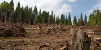 MĂCEL în PĂDURE, de 2.300.000 de lei! Angajaţii Ocolului Silvic, în cătuşe!