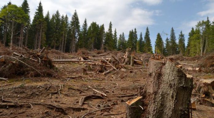MĂCEL în PĂDURE, de 2.300.000 de lei! Angajaţii Ocolului Silvic, în cătuşe!