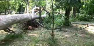 Femeie rănită în Parcul Central din Târgu-Jiu, de o creangă care i-a căzut în cap – Viceprimarul Bejinaru tace!