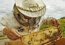 Apicultorii gorjeni pot depune la APIA cererile de intenție pentru accesarea Programul Naţional Apicol