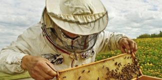 Apicultorii gorjeni pot depune la APIA cererile de intenție pentru accesarea Programul Naţional Apicol
