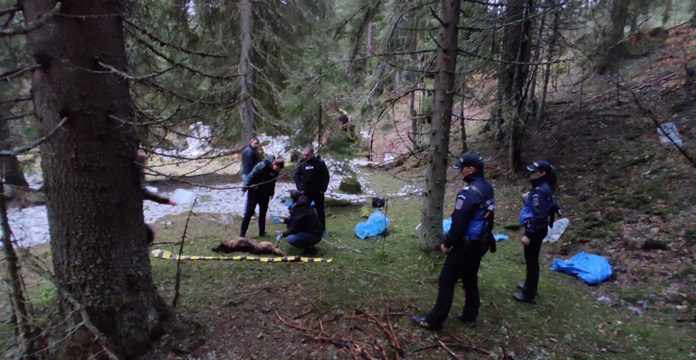 Anchetă pentru zeci de câini omorâți și abandonați în saci în munții Gorjului!