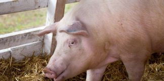 ANSVSA: Gorjul conduce în topul județelor cu focare de pestă porcină confirmate în 2020 și nestinse încă
