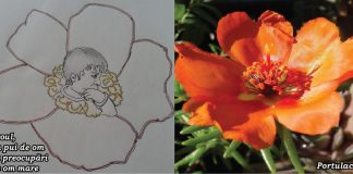 Povestiri din grădină: Floarea de piatră