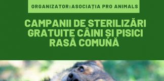 Noi campanii de sterilizări gratuite a patrupedelor