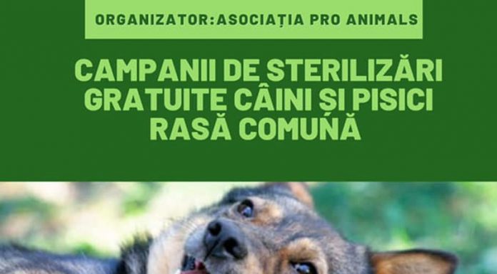 Noi campanii de sterilizări gratuite a patrupedelor