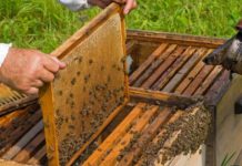 Aviz apicultorilor gorjeni! Modificări aduse Programului Național Apicol pentru perioada 2021-2022