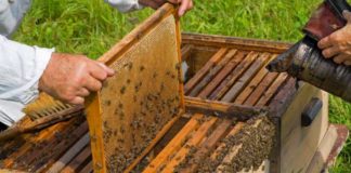 Aviz apicultorilor gorjeni! Modificări aduse Programului Național Apicol pentru perioada 2021-2022