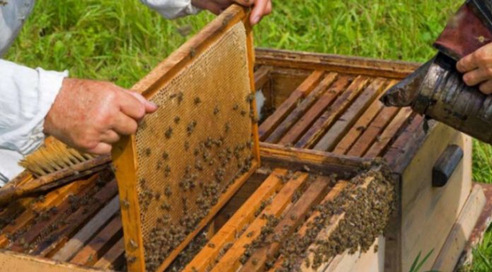 Aviz apicultorilor gorjeni! Modificări aduse Programului Național Apicol pentru perioada 2021-2022