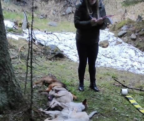 FOTO: Cadavrele mai multor câini au împânzit Câmpu lui Neag!
