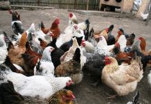 Comerțul cu păsări, suspendat pentru 30 de zile! DSVSA ia măsuri și la Gorj împotriva răspândirii gripei aviare