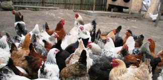 Comerțul cu păsări, suspendat pentru 30 de zile! DSVSA ia măsuri și la Gorj împotriva răspândirii gripei aviare