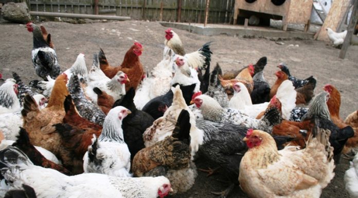 Comerțul cu păsări, suspendat pentru 30 de zile! DSVSA ia măsuri și la Gorj împotriva răspândirii gripei aviare