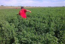 APIA autorizează plățile aferente schemelor de sprijin cuplat în sectorul vegetal – campania 2020