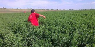 APIA autorizează plățile aferente schemelor de sprijin cuplat în sectorul vegetal – campania 2020