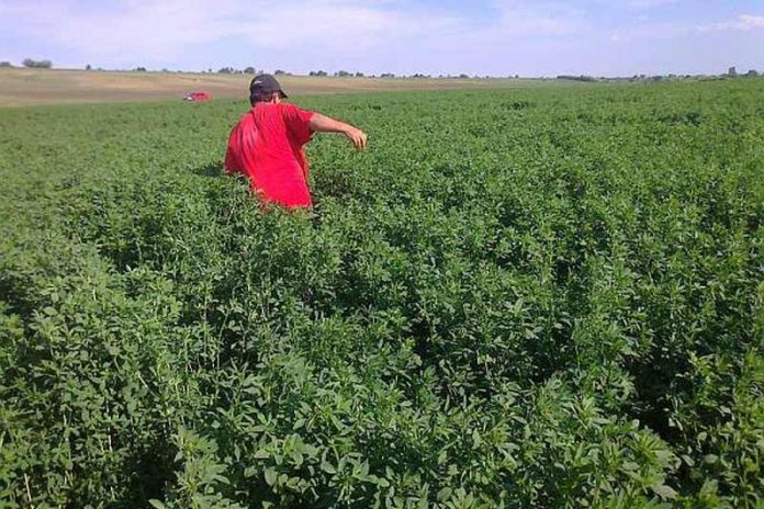 APIA autorizează plățile aferente schemelor de sprijin cuplat în sectorul vegetal – campania 2020